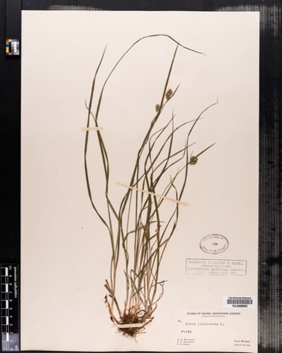Carex pallescens