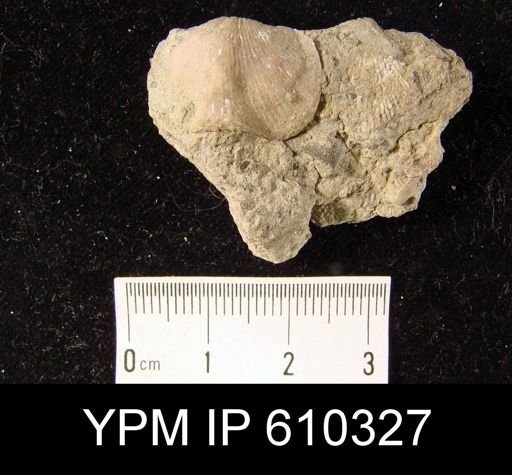 Atrypa sp.
