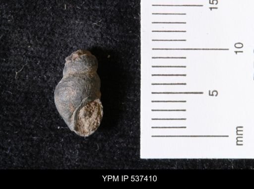 Goniobasis ortmanni