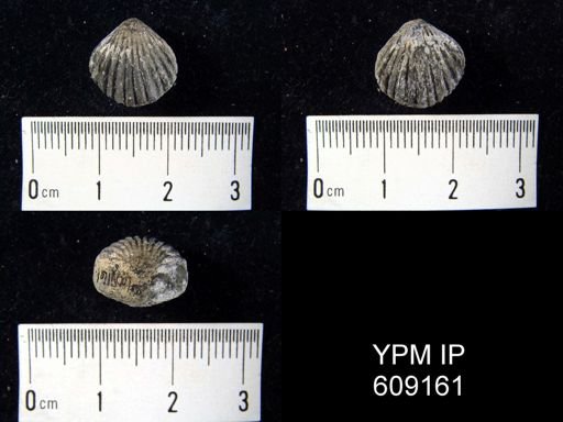 Rhynchonella sp.