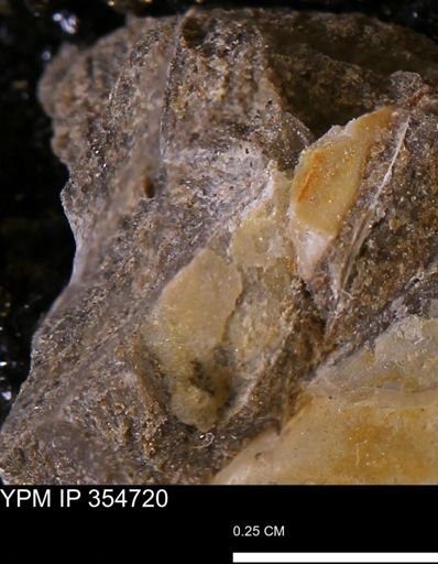 Pseudoptera subtortuosa