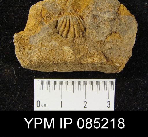 Coelospira hemispherica