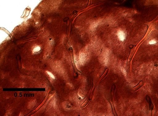 Aplysina sp.
