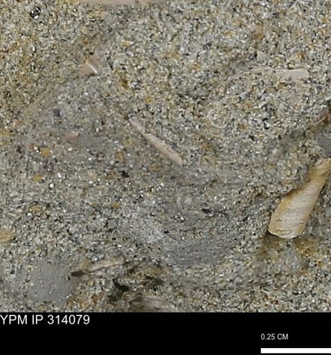 undet. Scaphopoda