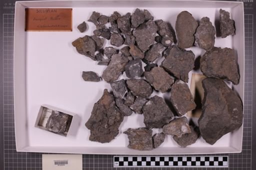 mixed taxa, stratigraphic collection