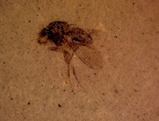 undet. Diptera