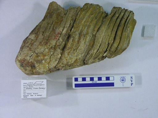 Mammuthus primigenius