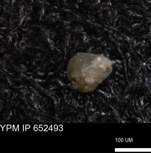 undet. Foraminiferida