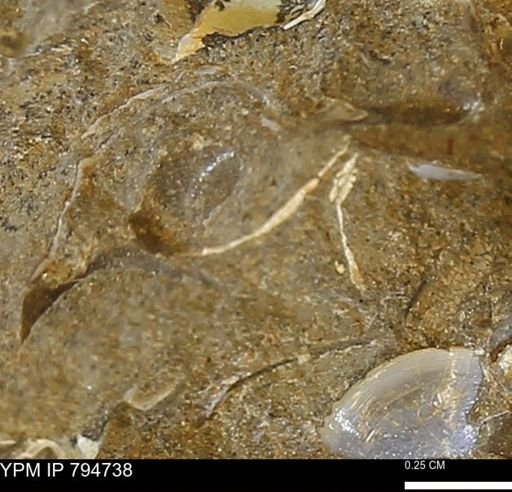 undet. Bivalvia