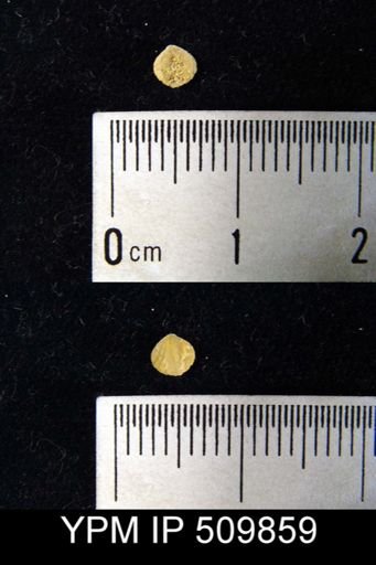 Atrypina sp.