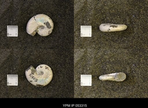 Discoscaphites conradi