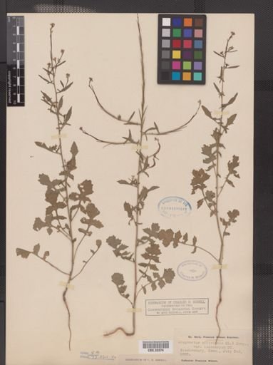 Sisymbrium officinale var. leiocarpum