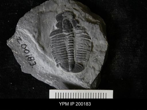 Elrathia kingi