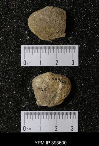 Ostrea glabra