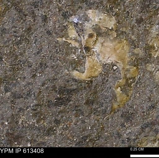 Scaphites sp.