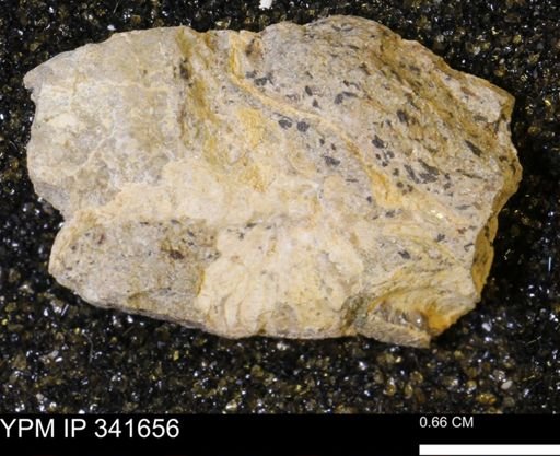 Scaphites sp.