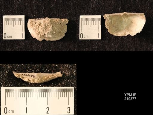 Chonetes granulifer