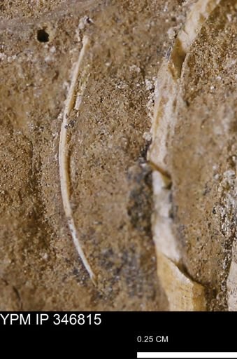 undet. Bivalvia