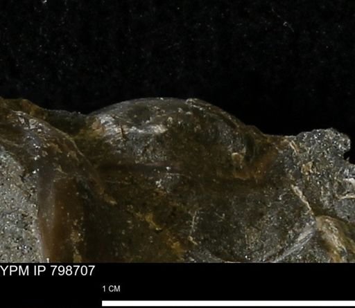 undet. Bivalvia