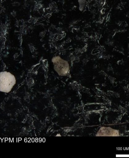 undet. Foraminiferida