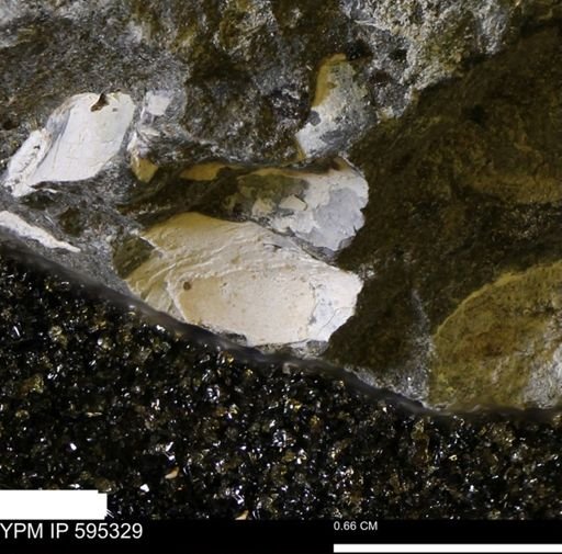 Protocardia sp.