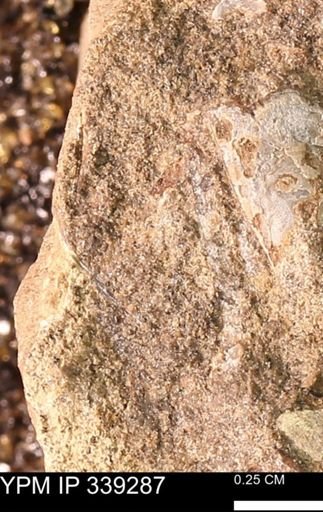 undet. Mollusca