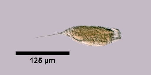 Trichocerca compressa