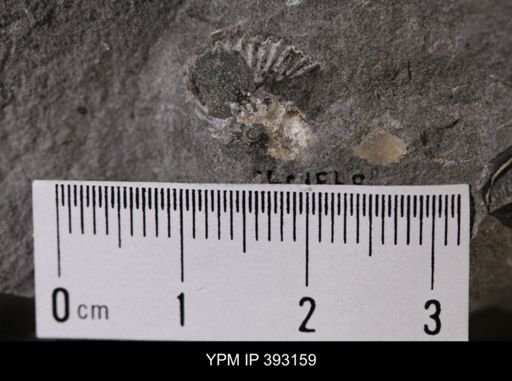 undet. Scaphitidae