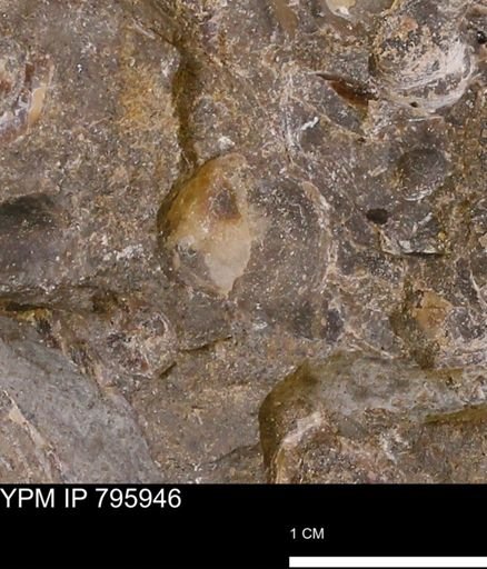 Protocardia