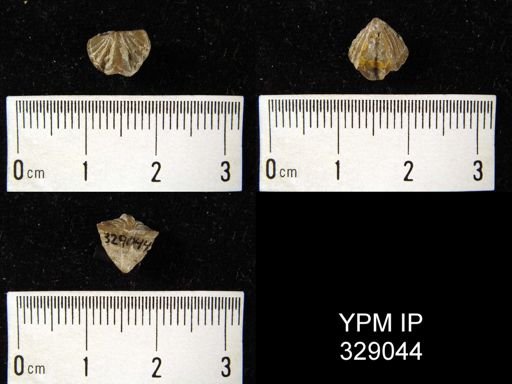 Cyrtina hamiltonensis