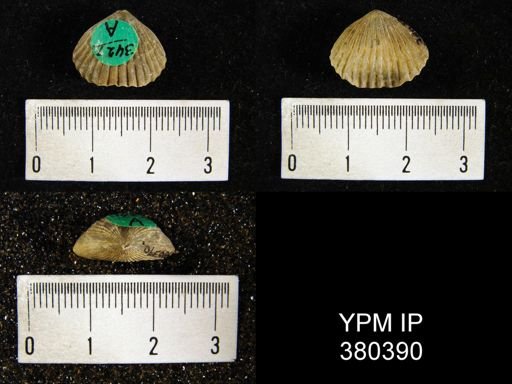 Uncinulus stricklandi