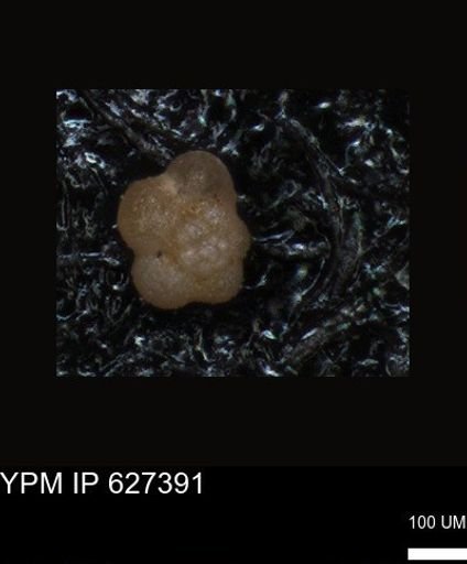 undet. Foraminiferida