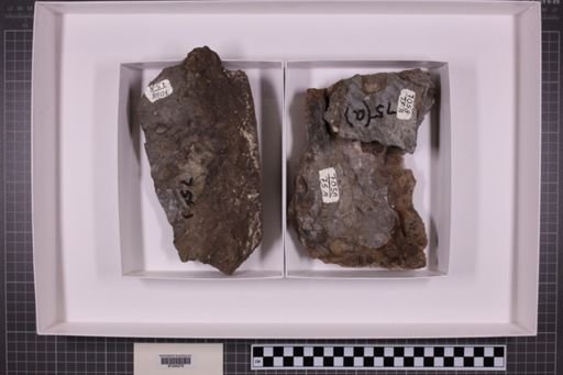 mixed taxa, stratigraphic collection