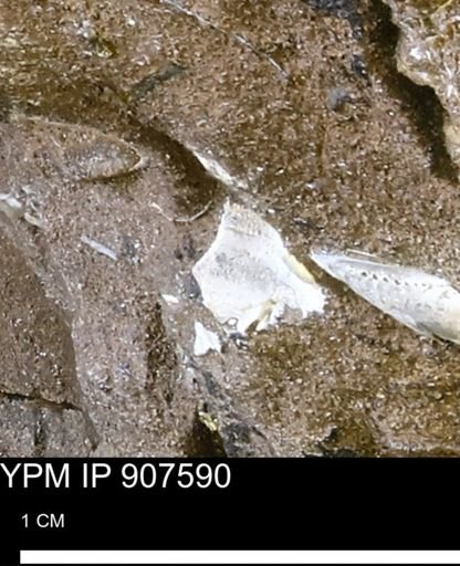undet. Mollusca