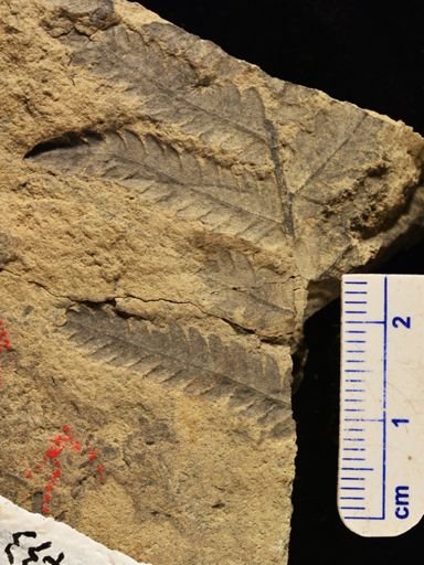 Calcaropteris boeselii