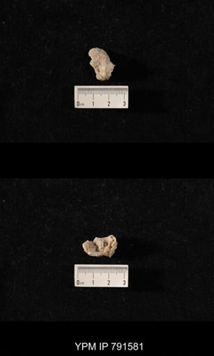 undet. Richthofenioidea