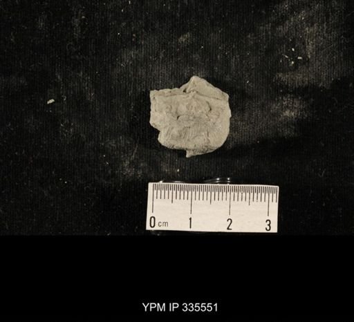 Linoproductus sp.