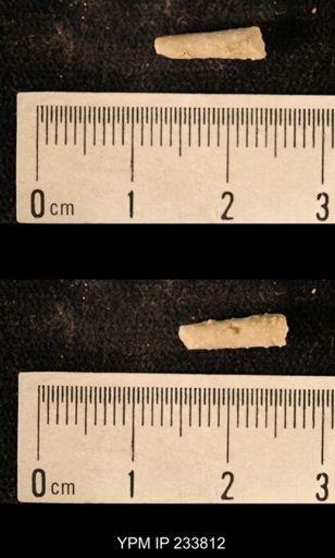 Archaeocidaris sp.
