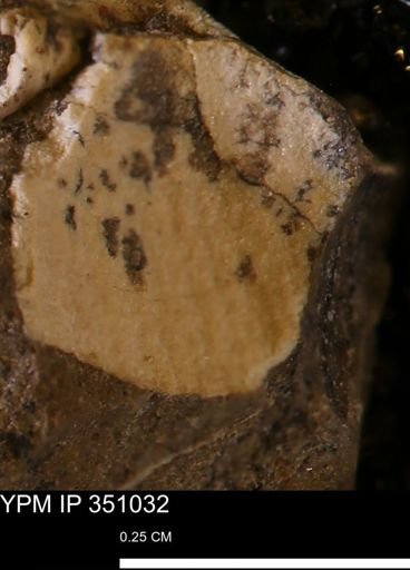 undet. Mollusca