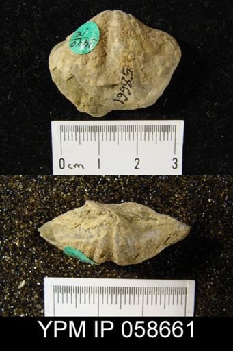 Spirifer cyclopterus