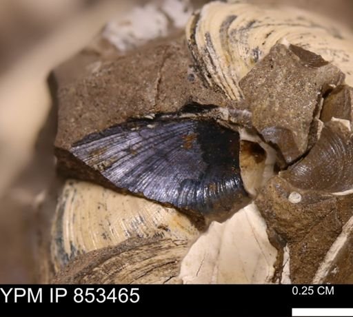 Limopsis striatopunctatus