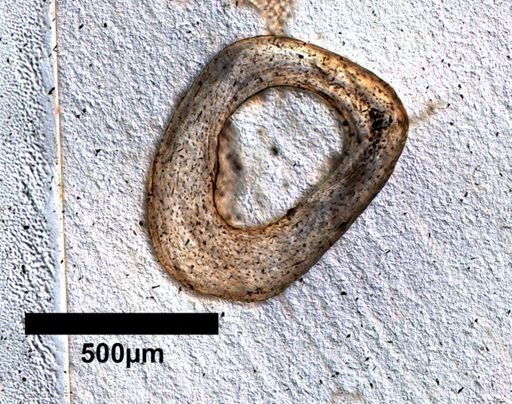 Uta stansburiana