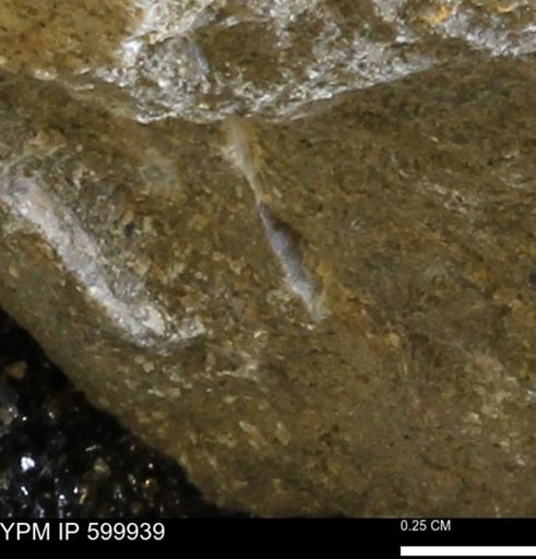 undet. Bivalvia