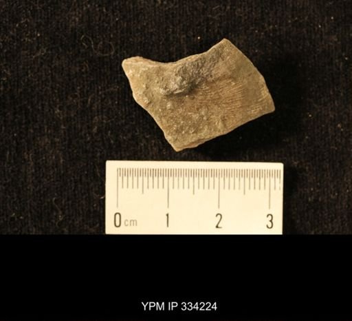Agelacrinites pileus