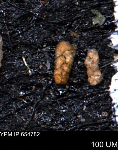 Ammobaculoides phaulus