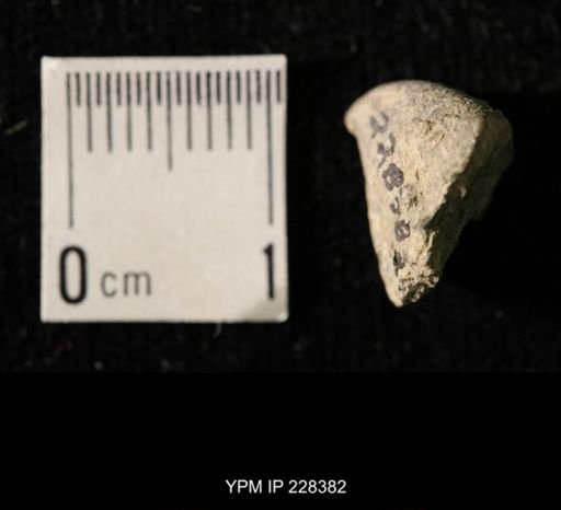 Pseudorthoceras knoxense