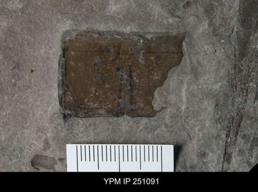 undet. Eurypterida