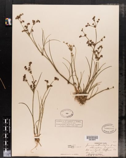 Plantae