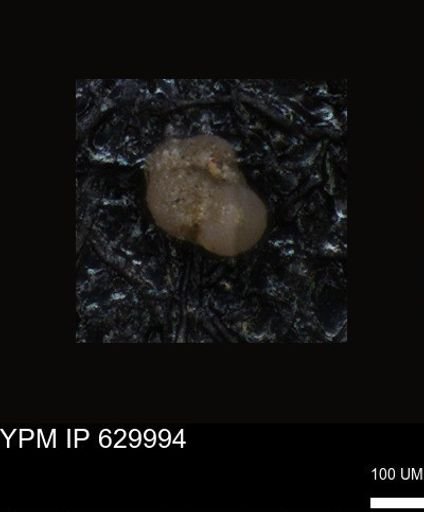 undet. Foraminiferida