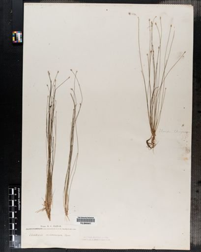Eleocharis microcarpa